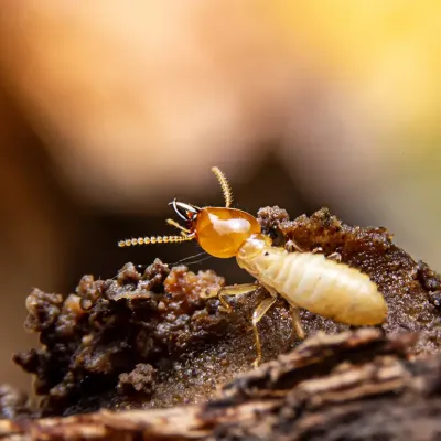 termite on a piece of wood