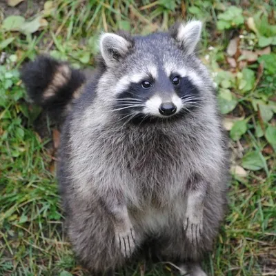 raccoon standing up