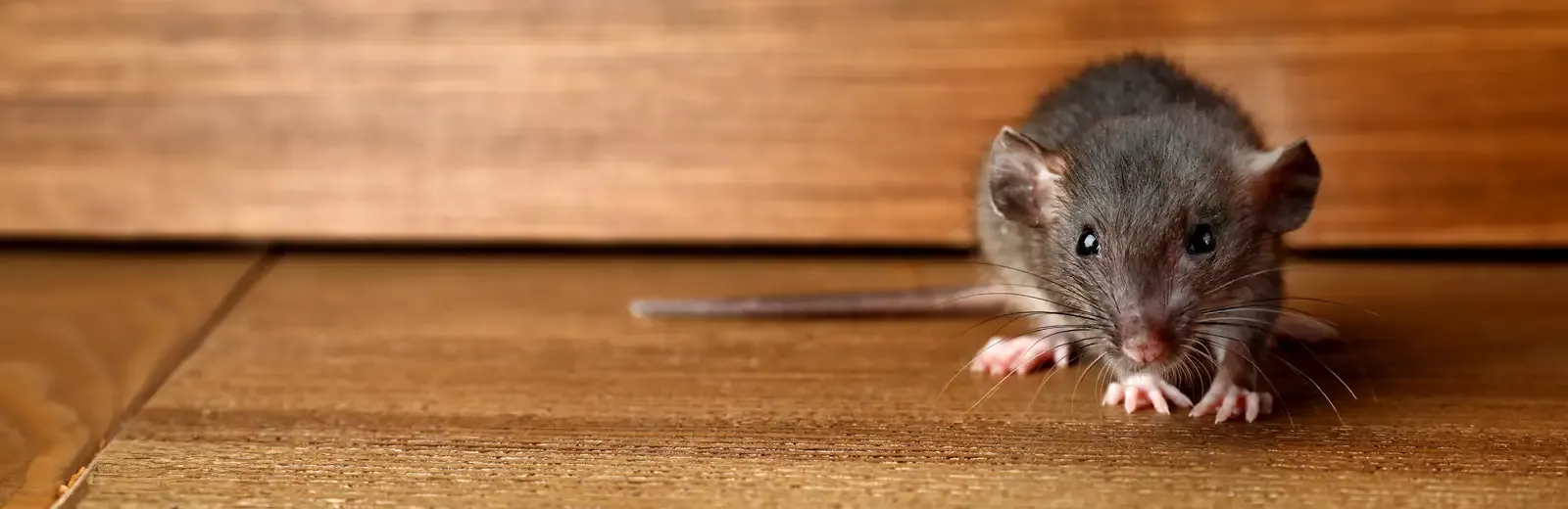 mouse in a house