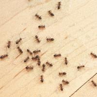 ants on kitchen floor