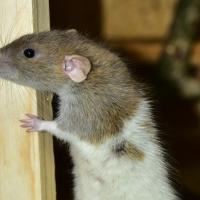 a close up picture of a rat