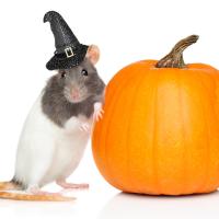 a mouse in a witch hat leaning on a pumpkin