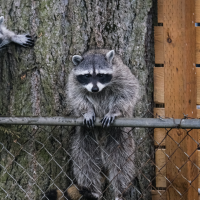 raccoon trying to get in