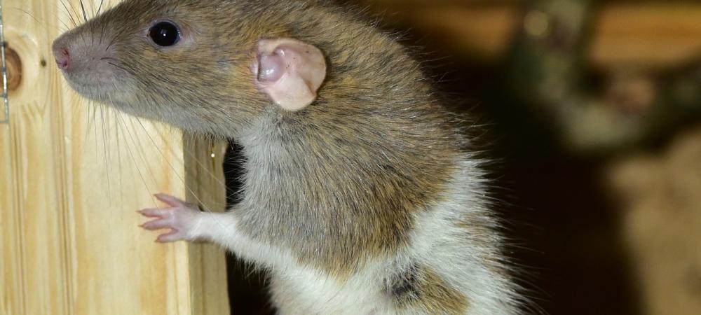 a close up picture of a rat