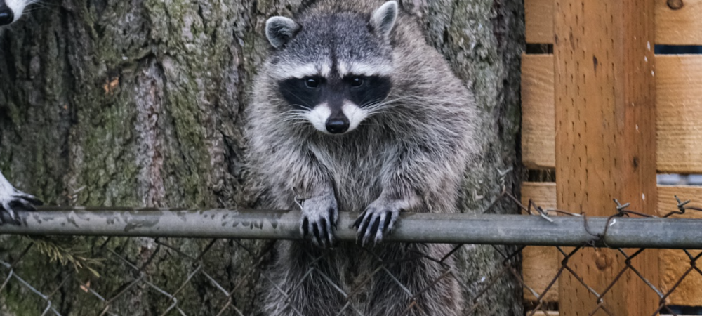 raccoon trying to get in