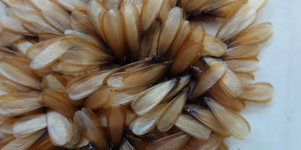 termites with wings