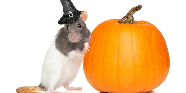 a mouse in a witch hat leaning on a pumpkin