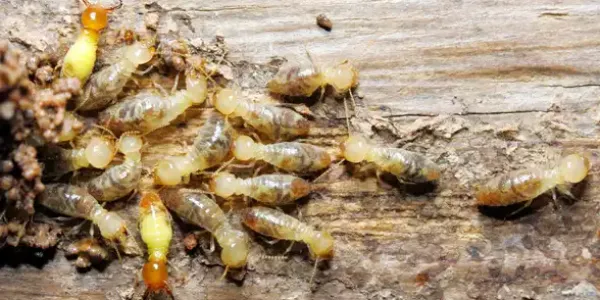 termites_in_wood
