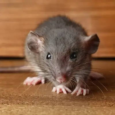 mouse in a house