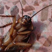 dead cockroach on floor