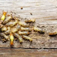 termites_in_wood