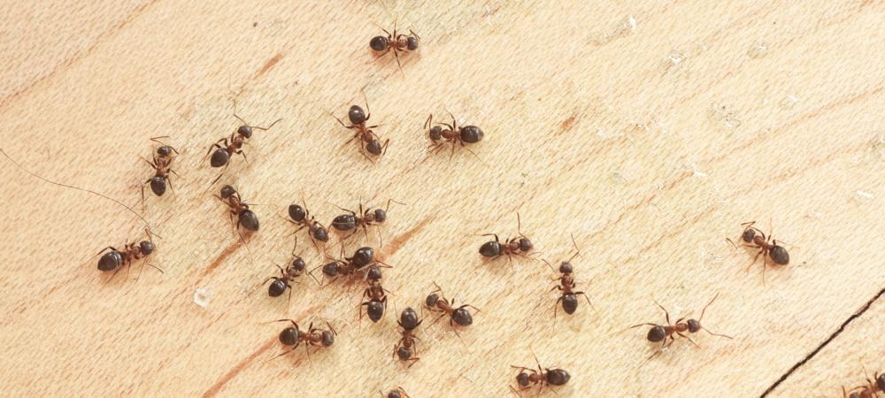 ants on kitchen floor