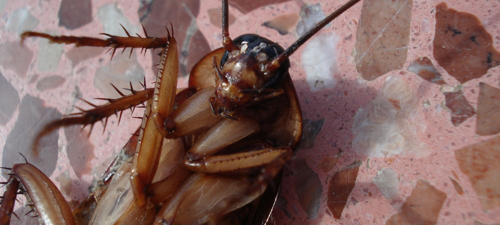 dead cockroach on floor